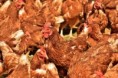 Státní veterinární dozor v roce 2022